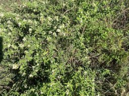 Lippia rehmannii bush